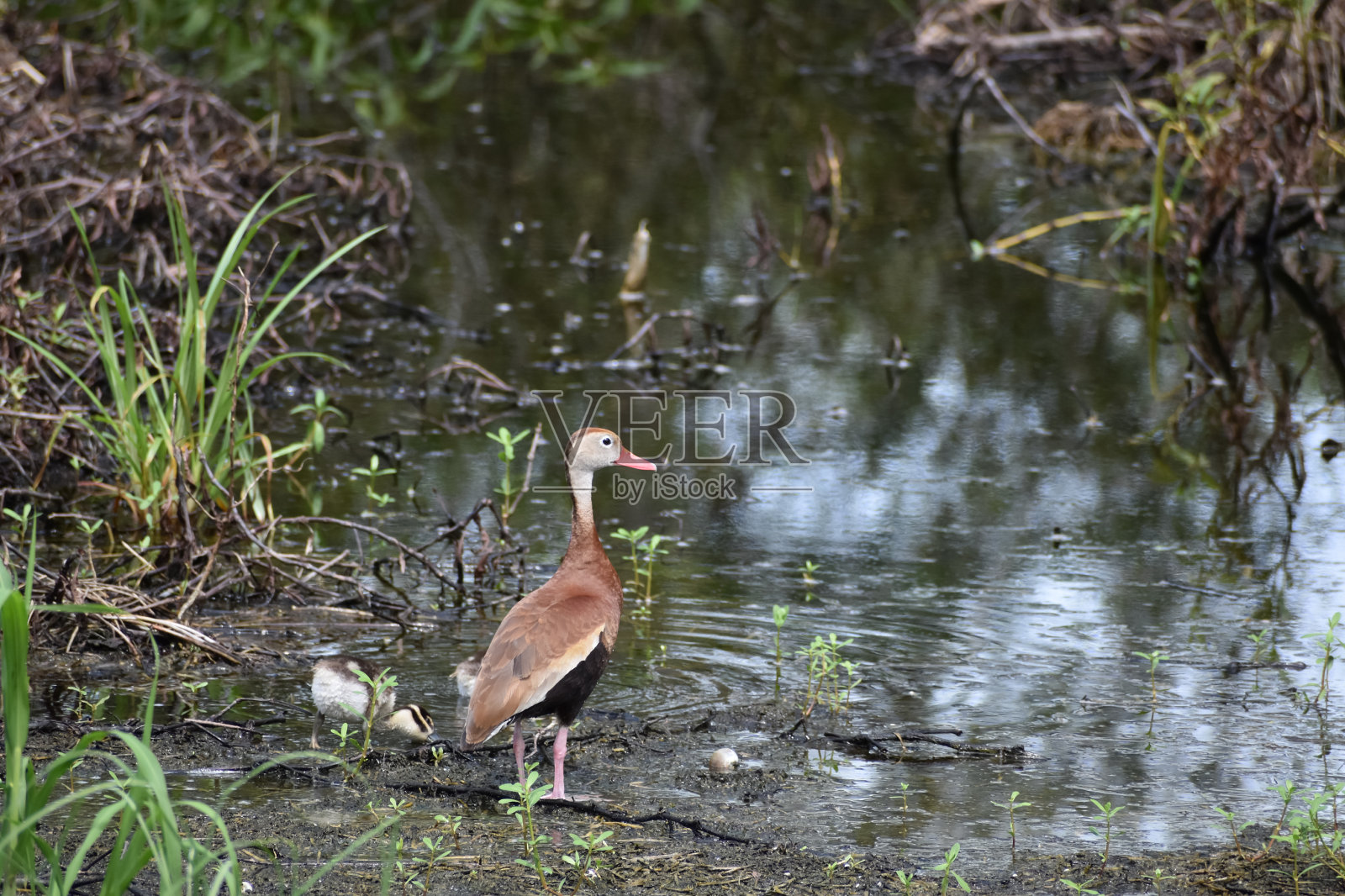 湖里的黑腹吹口哨的鸭子和小鸭照片摄影图片