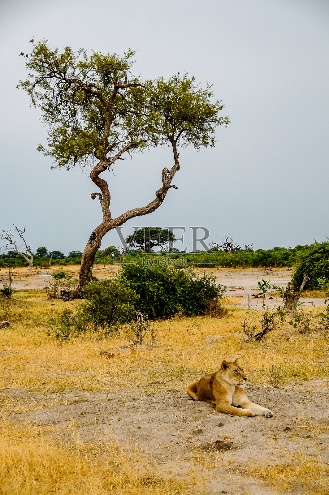 年轻的母狮在沙滩上放松照片摄影图片