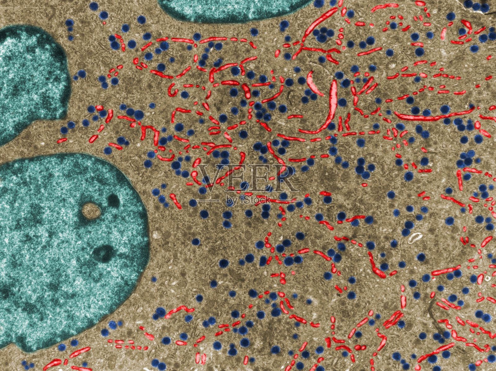巨核细胞。TEM显微照片照片摄影图片