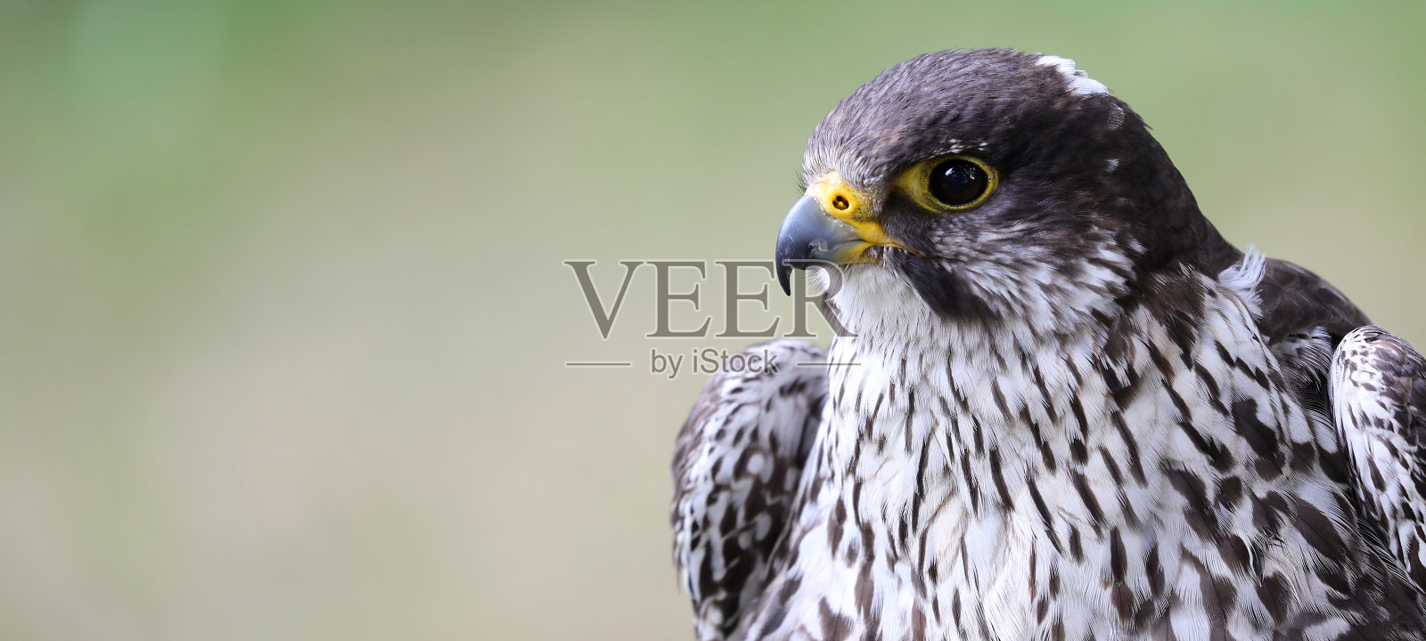 成年游隼一种猛禽照片摄影图片