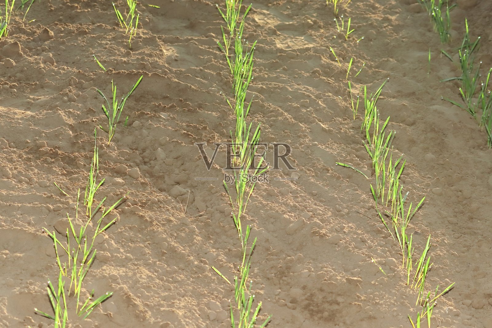 播种后，麦苗在地里发芽生长，冬天，露珠在麦草上闪闪发光照片摄影图片