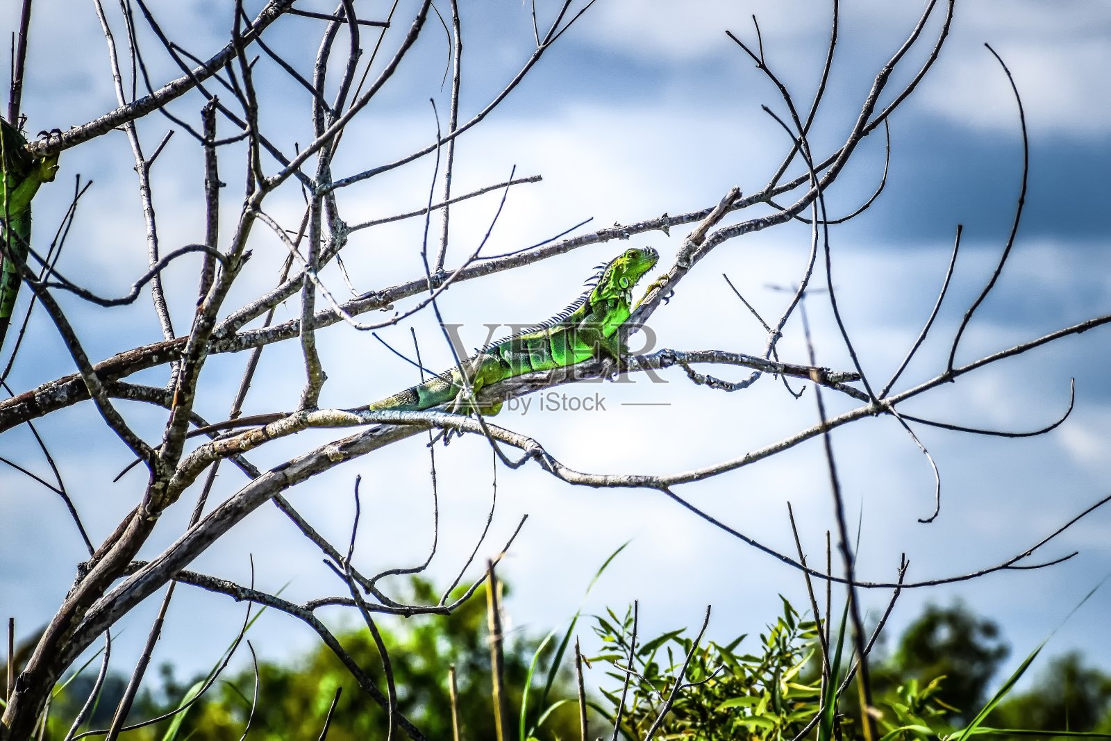 迈阿密海滩的绿鬣蜥照片摄影图片