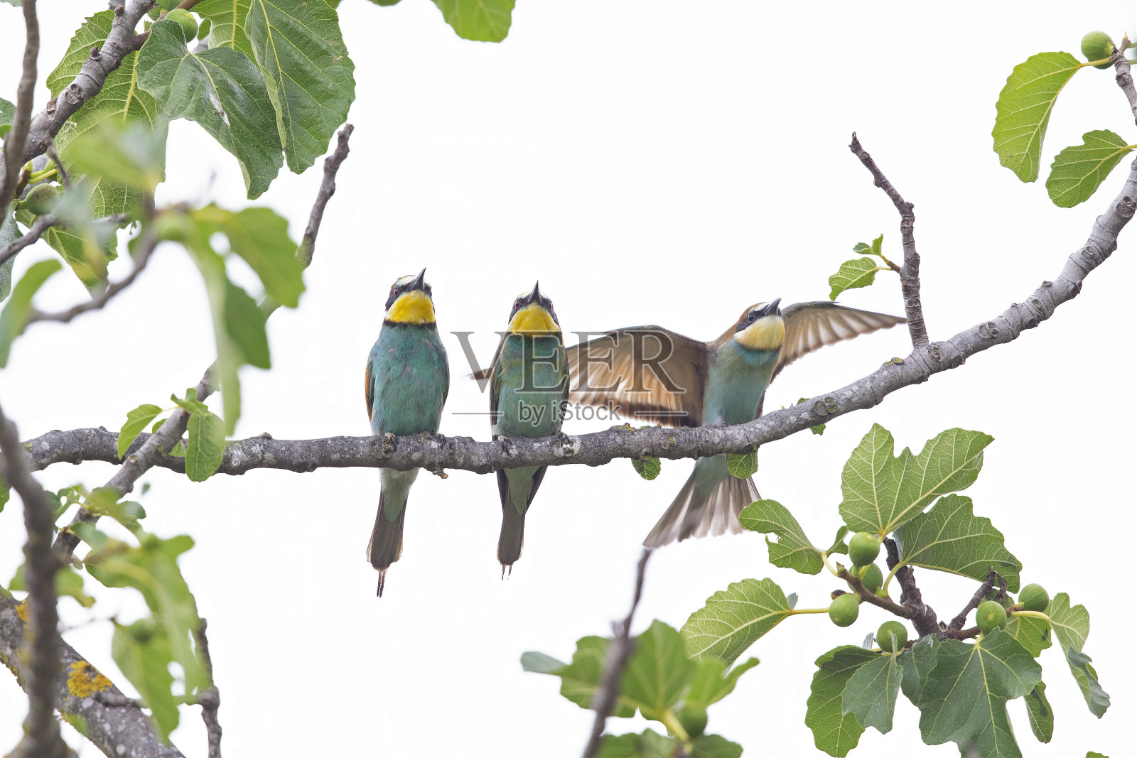 栖息在树上的欧洲食蜂科动物(蜂虻)。照片摄影图片