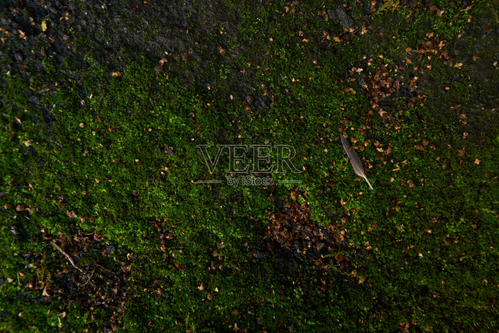 苔绿色纹理。苔藓的背景。绿色苔藓上的垃圾纹理，背景。长网络横幅照片摄影图片
