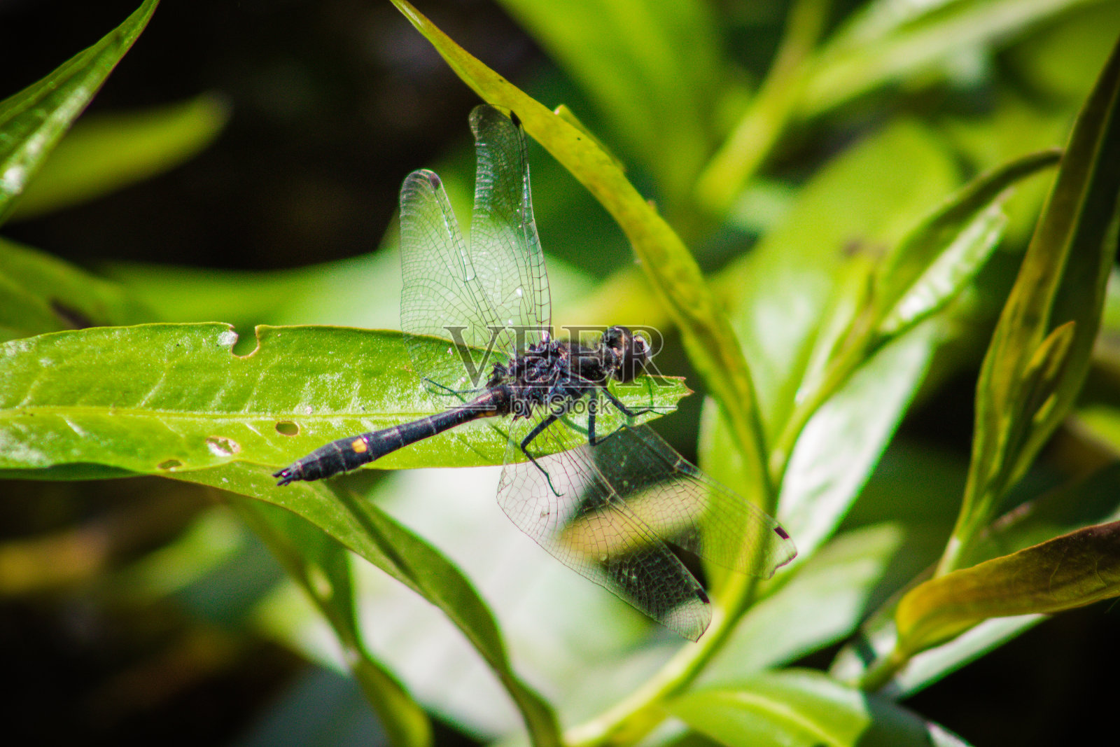 蜻蜓照片摄影图片