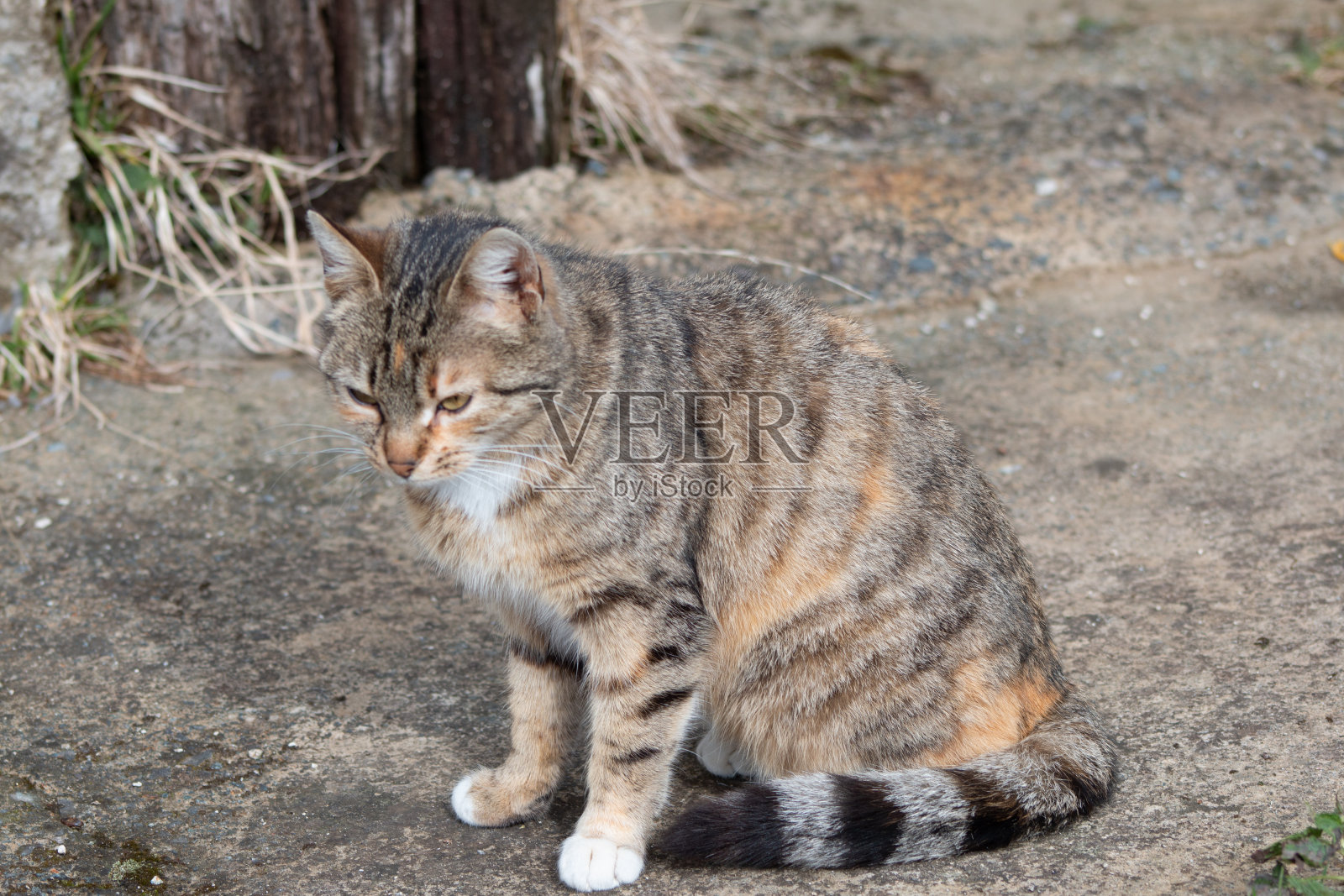 猫看着摄像机，用舌头舔着自己，黑白相间照片摄影图片