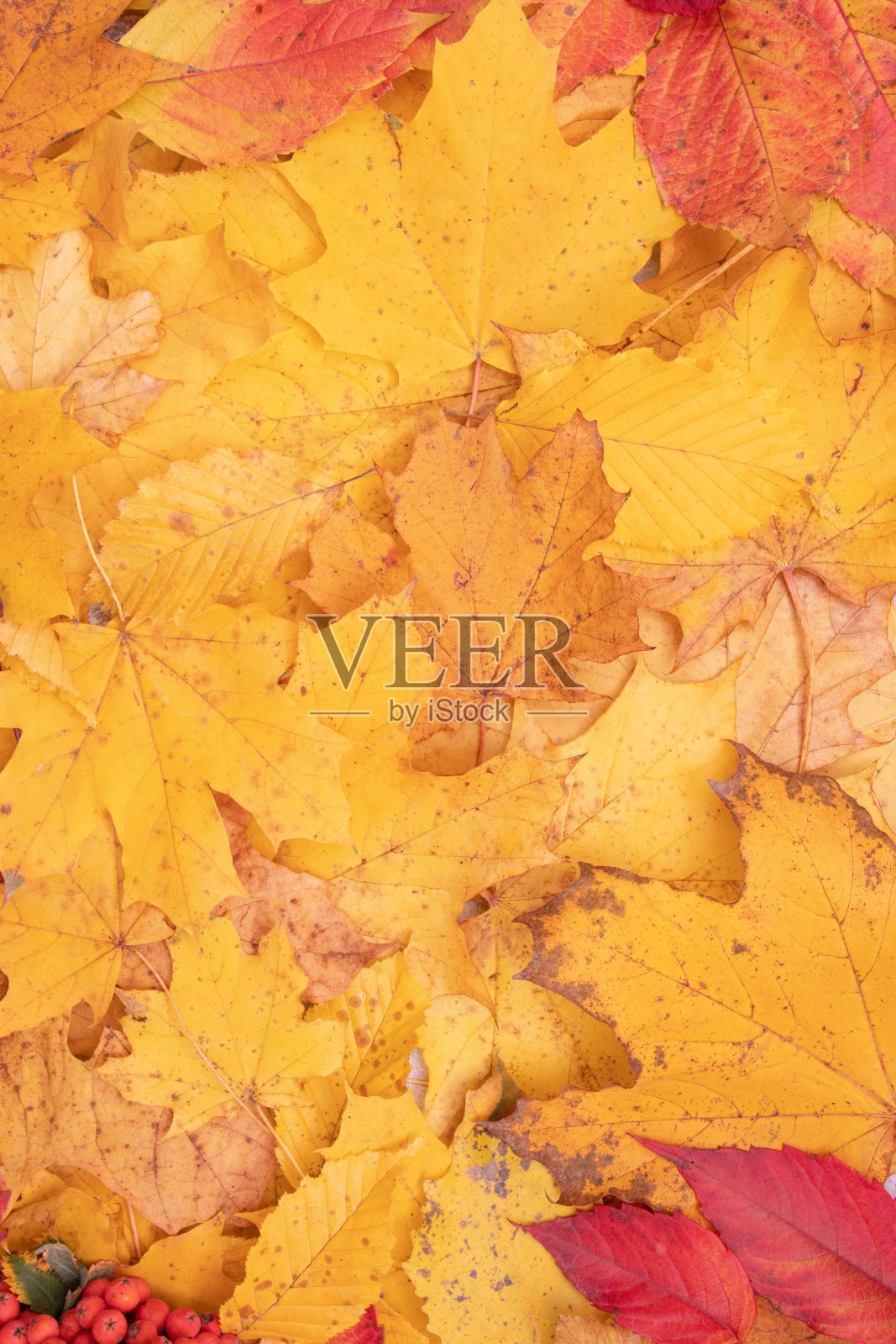 秋天的树叶从枫树和白蜡树上飘落下来。秋季自然背景垂直格式照片摄影图片