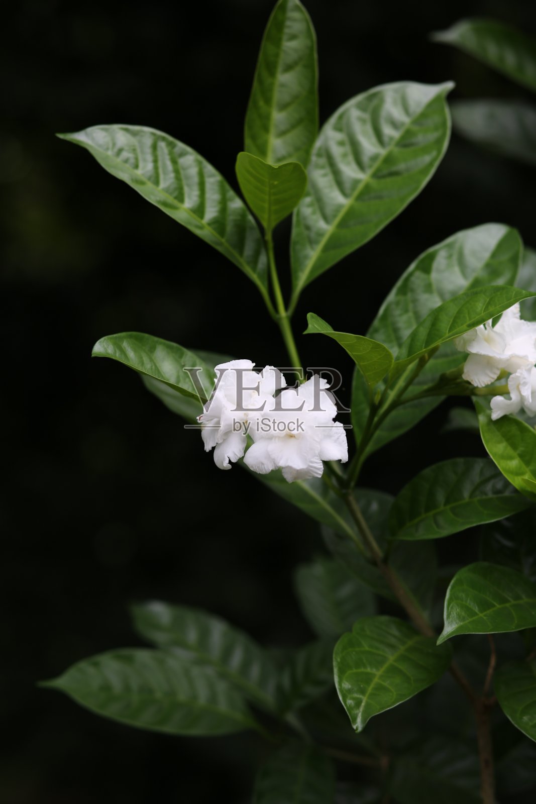 花园里开着白色的茉莉花照片摄影图片