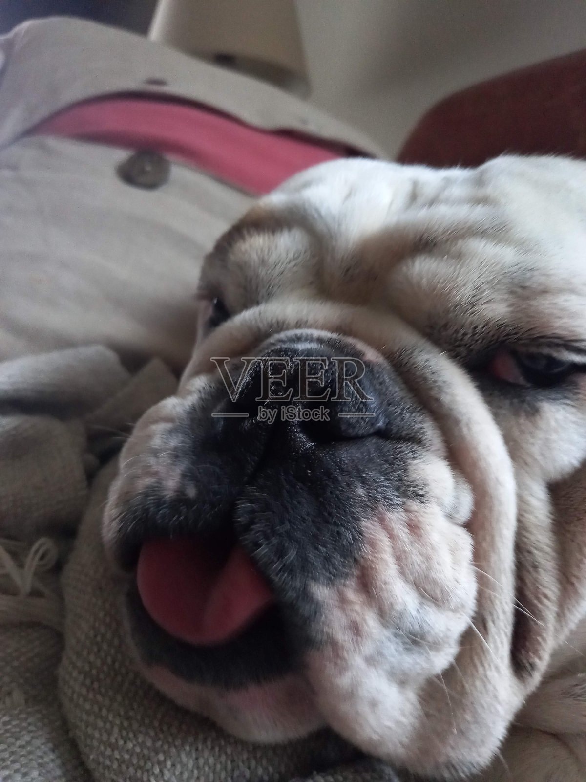 英国牛头犬照片摄影图片