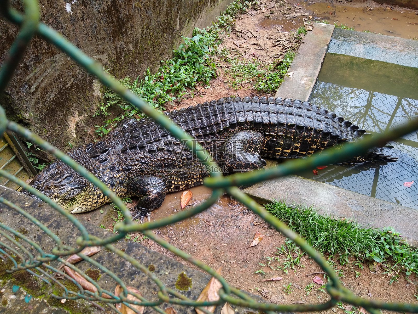 喀拉拉邦Thiruvananthapuram，鳄鱼公园内亚水坝，笼子里的淡水鳄鱼照片摄影图片