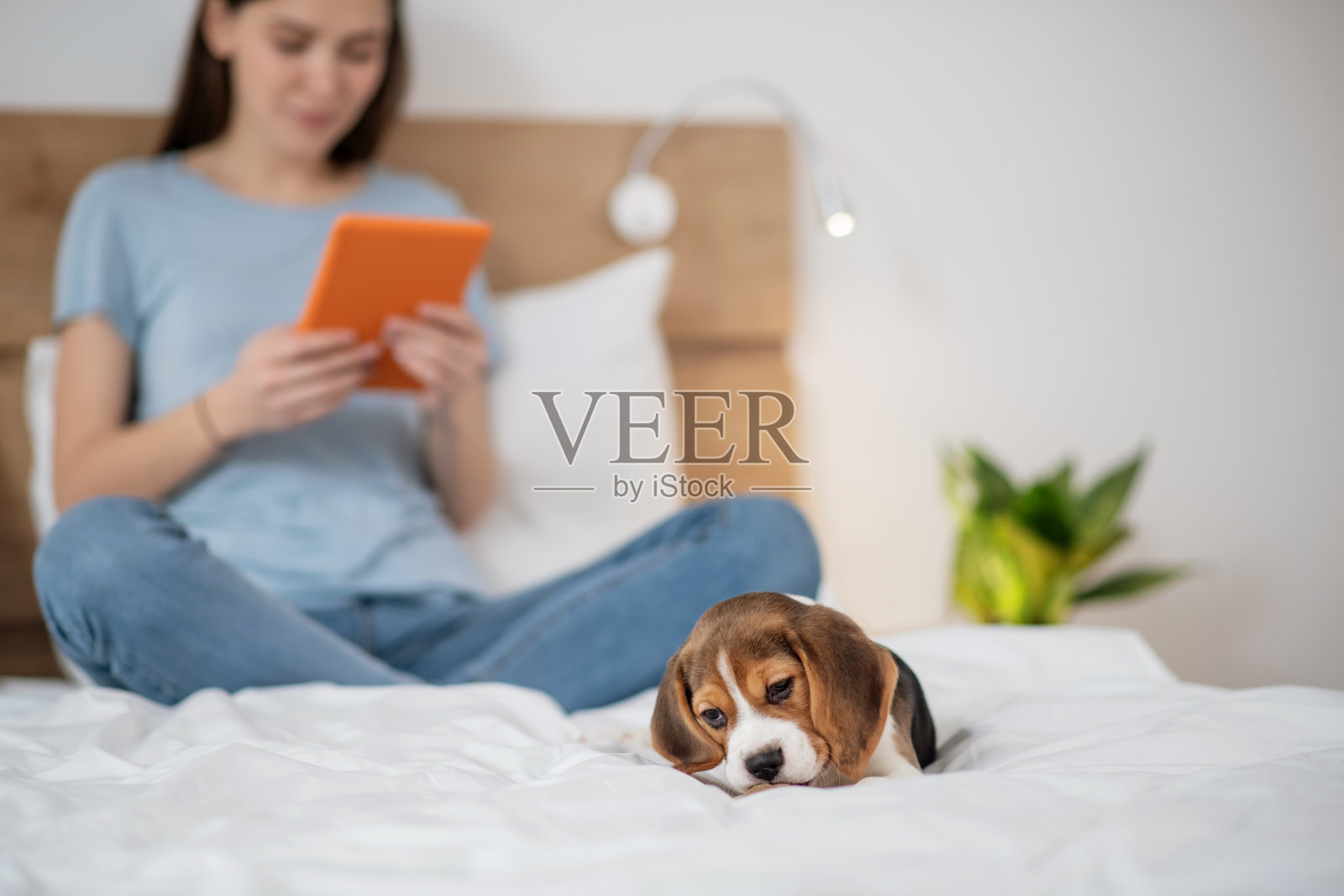 一个年轻的女人花时间在家里照顾她的小狗照片摄影图片