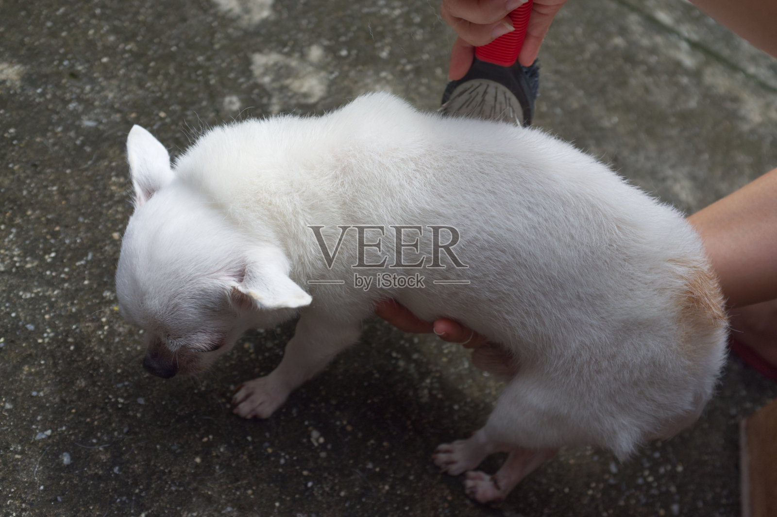 一位妇女正在给她的吉娃娃狗刷牙照片摄影图片