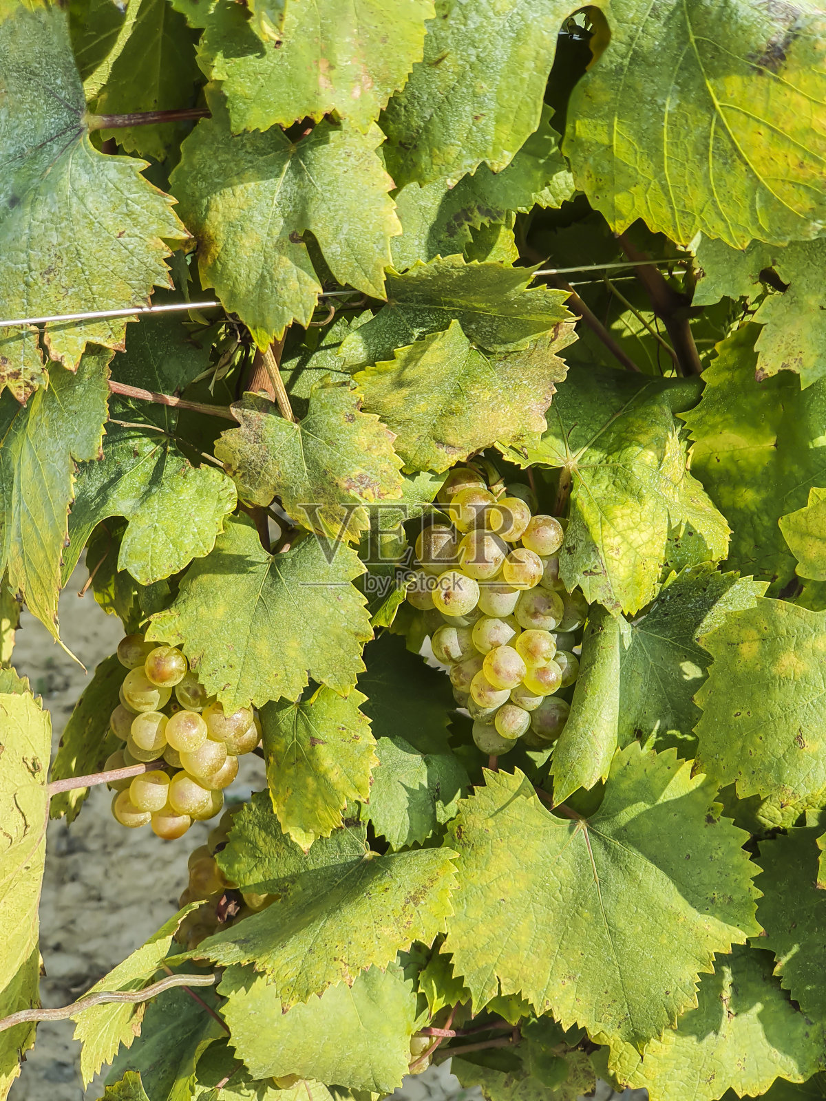 葡萄葡萄园。照片摄影图片