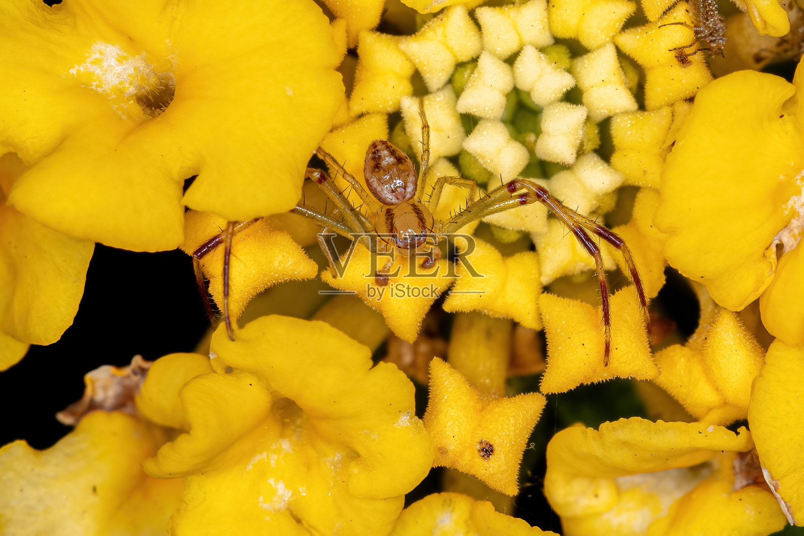 成年雄蟹蜘蛛照片摄影图片