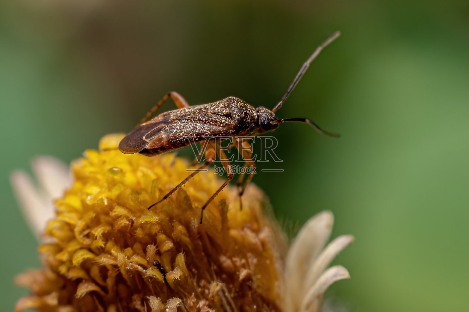 成人真正的错误照片摄影图片