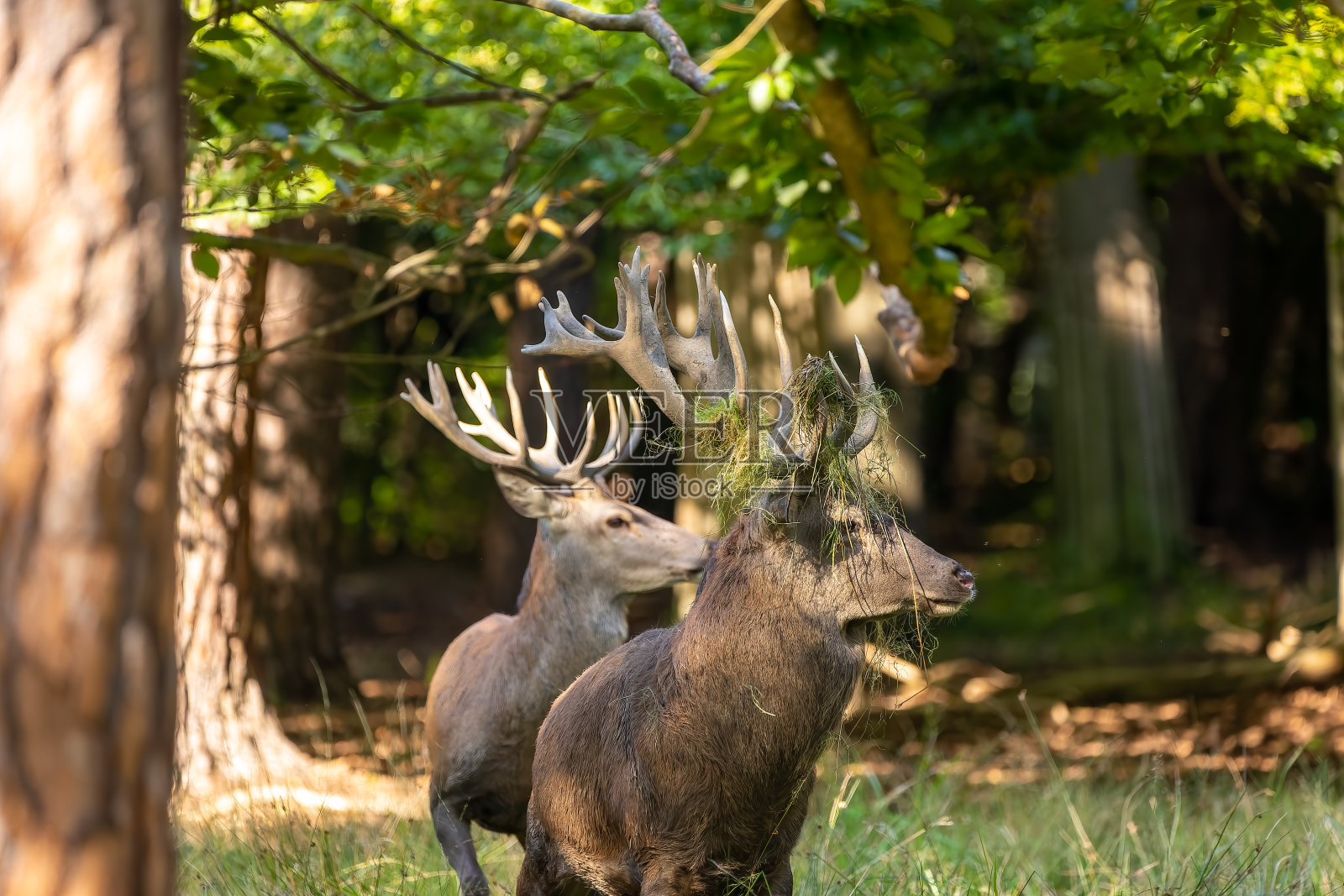 发情期，森林里的马鹿。照片摄影图片