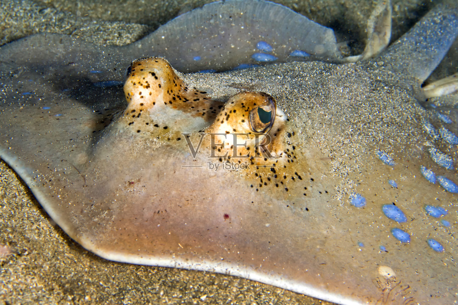 蓝斑带状尾鳐，邦肯国家海洋公园，苏拉威西，印度尼西亚照片摄影图片