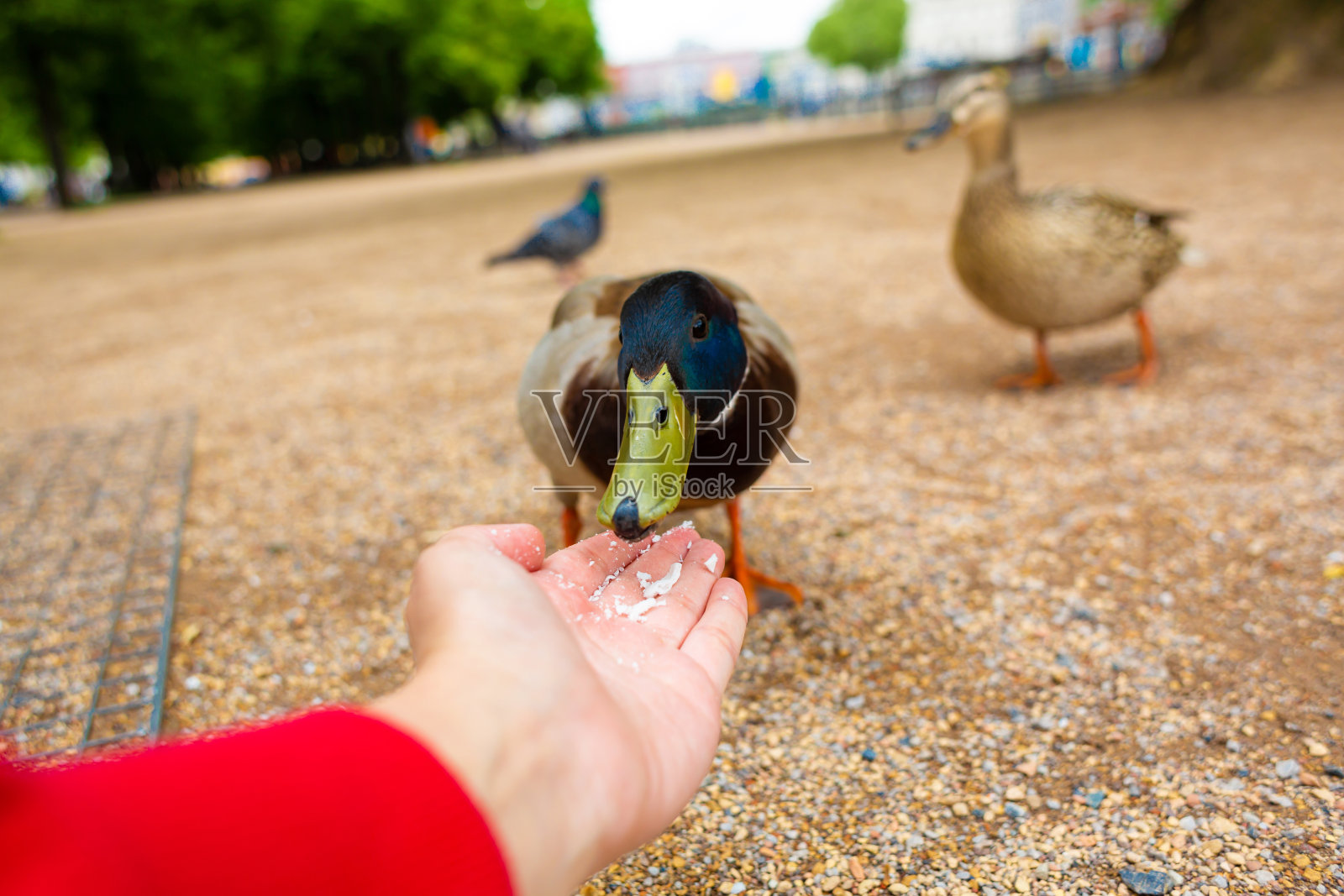 在城市公园里，一名男子用手喂鸭子。滑稽的鸭子高兴起来照片摄影图片