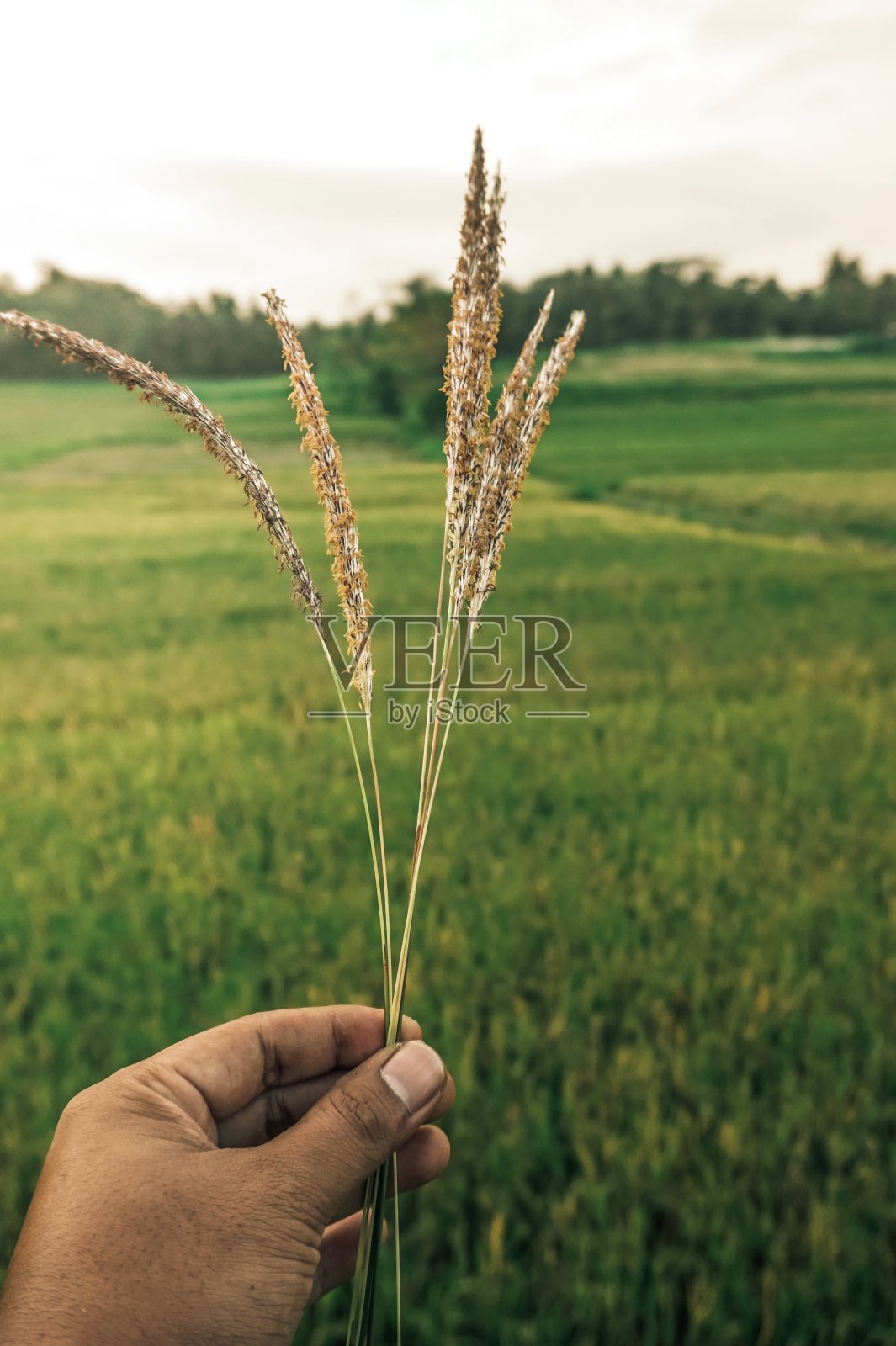 手握杂草的特写镜头照片摄影图片