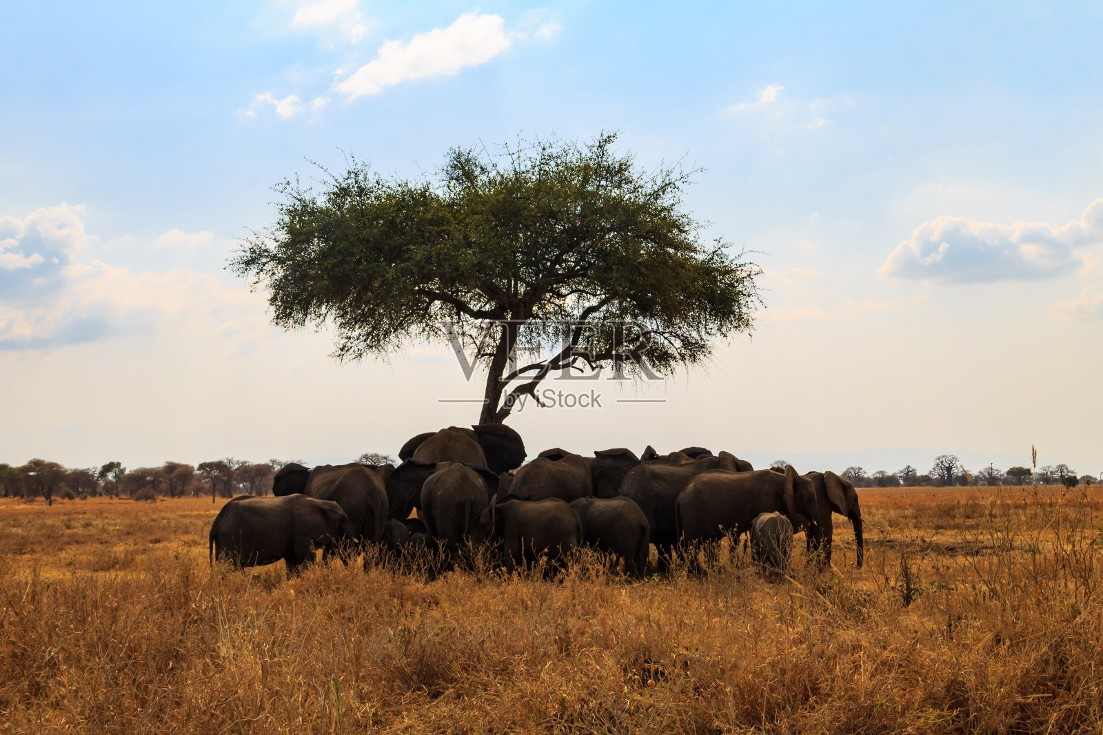 坦桑尼亚Tarangire国家公园的稀树草原上，一群大象在一棵树下的干草上。动物在野生动物照片摄影图片
