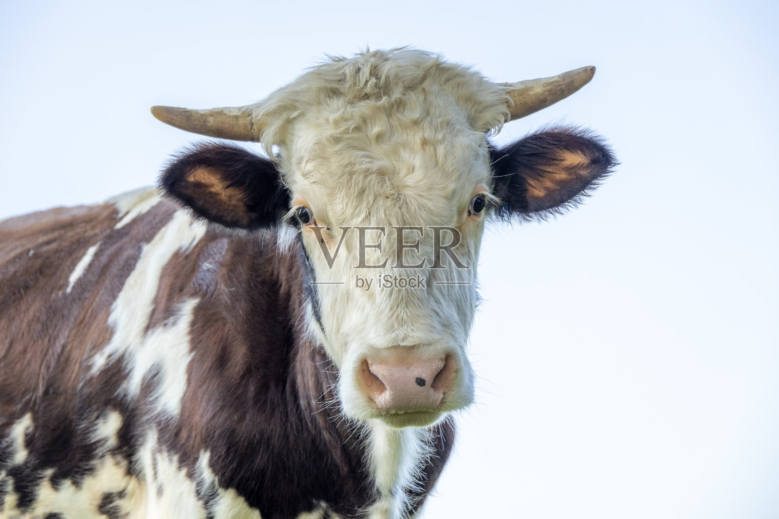 小公牛头长着犄角粉红的鼻子和大耳朵，漂亮男孩，底色浅蓝色照片摄影图片