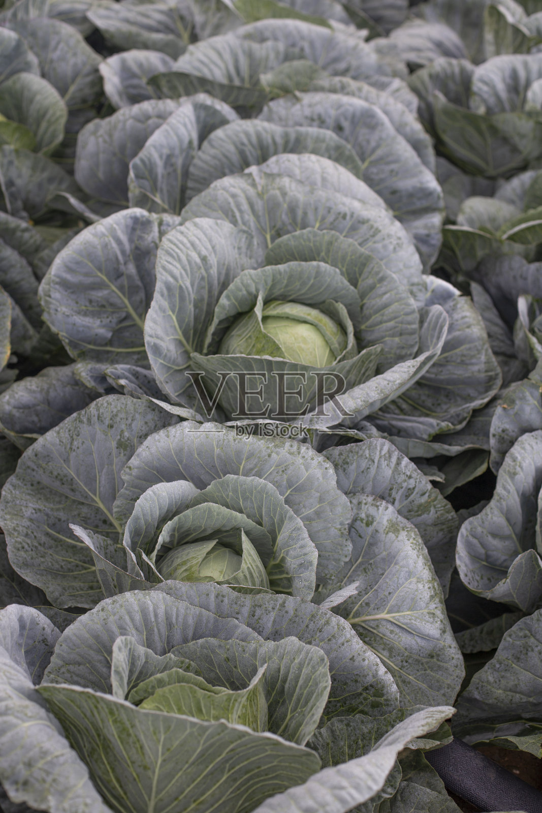 高寒地区的韩国白菜。照片摄影图片