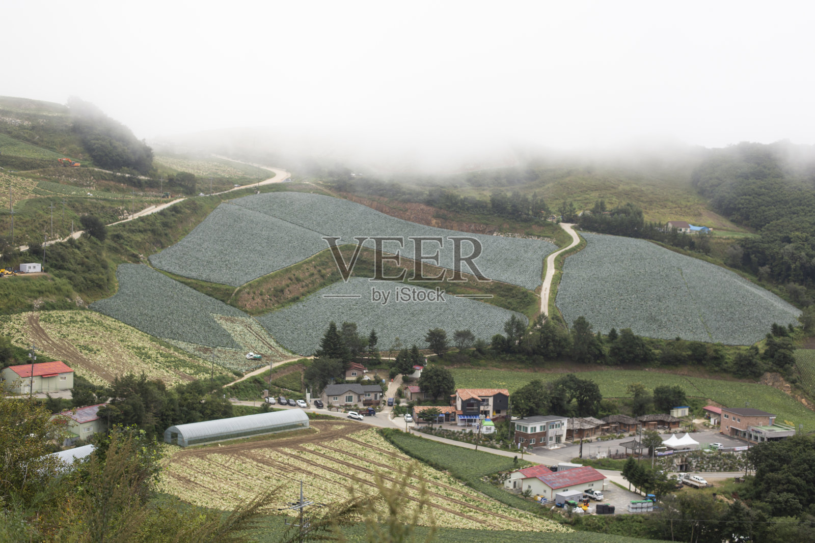 高寒地区的韩国白菜。照片摄影图片