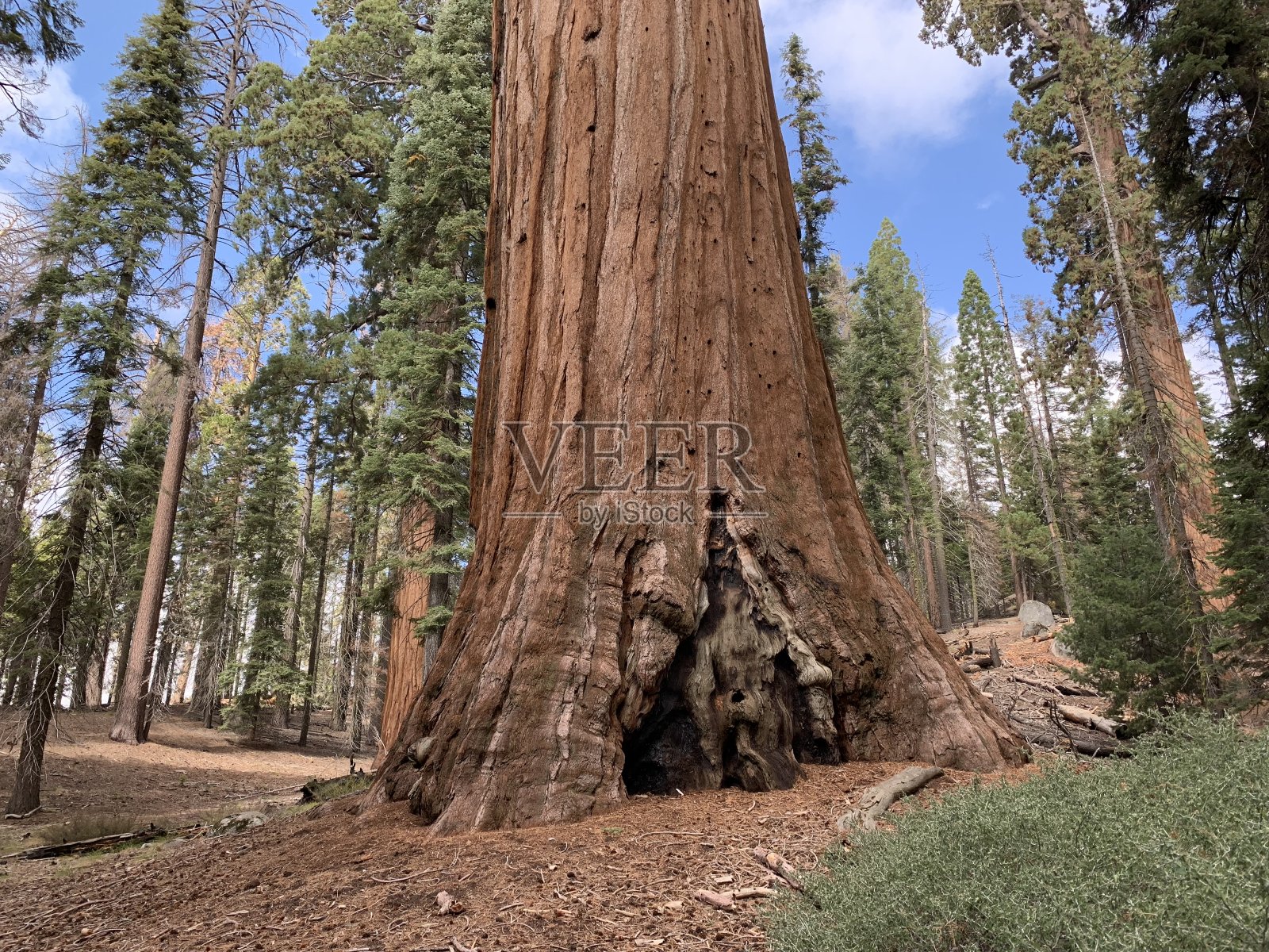 美国红杉国家公园照片摄影图片