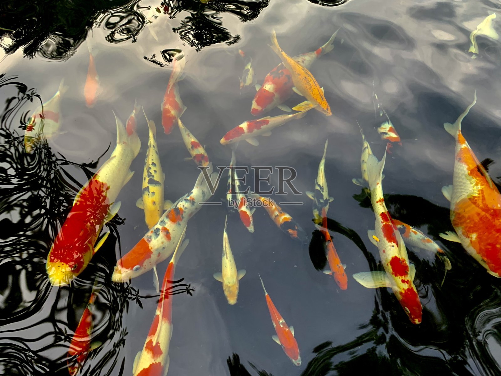 池塘里五颜六色的锦鲤照片摄影图片