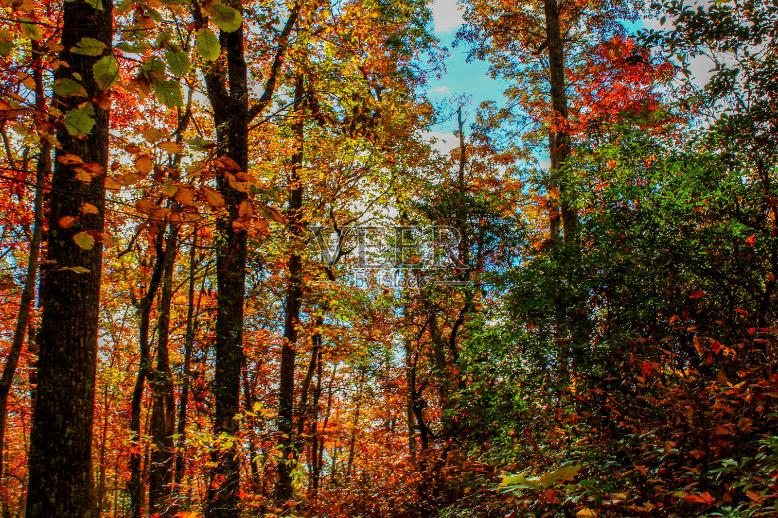 秋天的叶子照片摄影图片