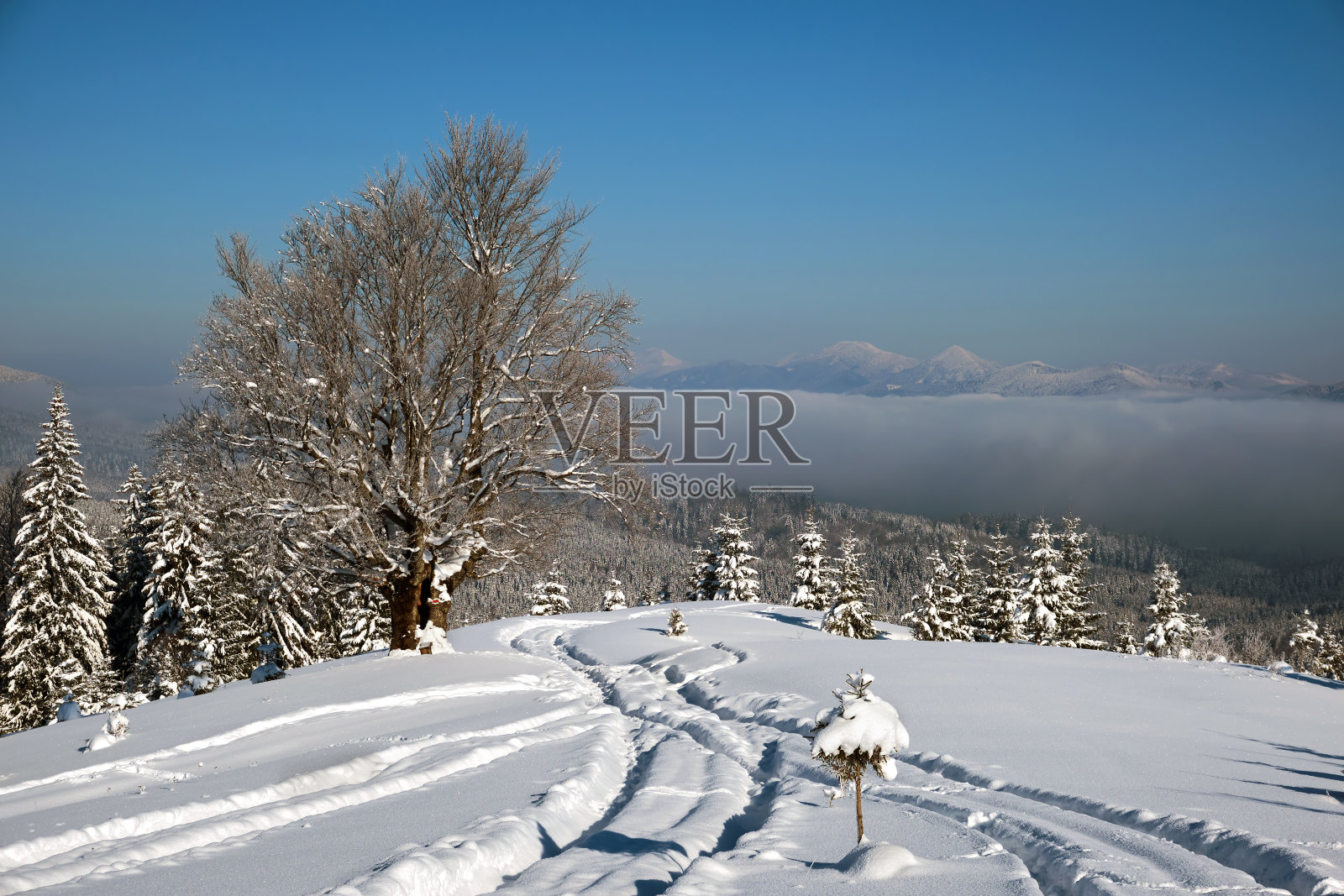 在寒冷阴沉的夜晚，冬日的山林里，小路和被刚落下的雪覆盖着的松树构成了郁郁葱葱的风景。照片摄影图片