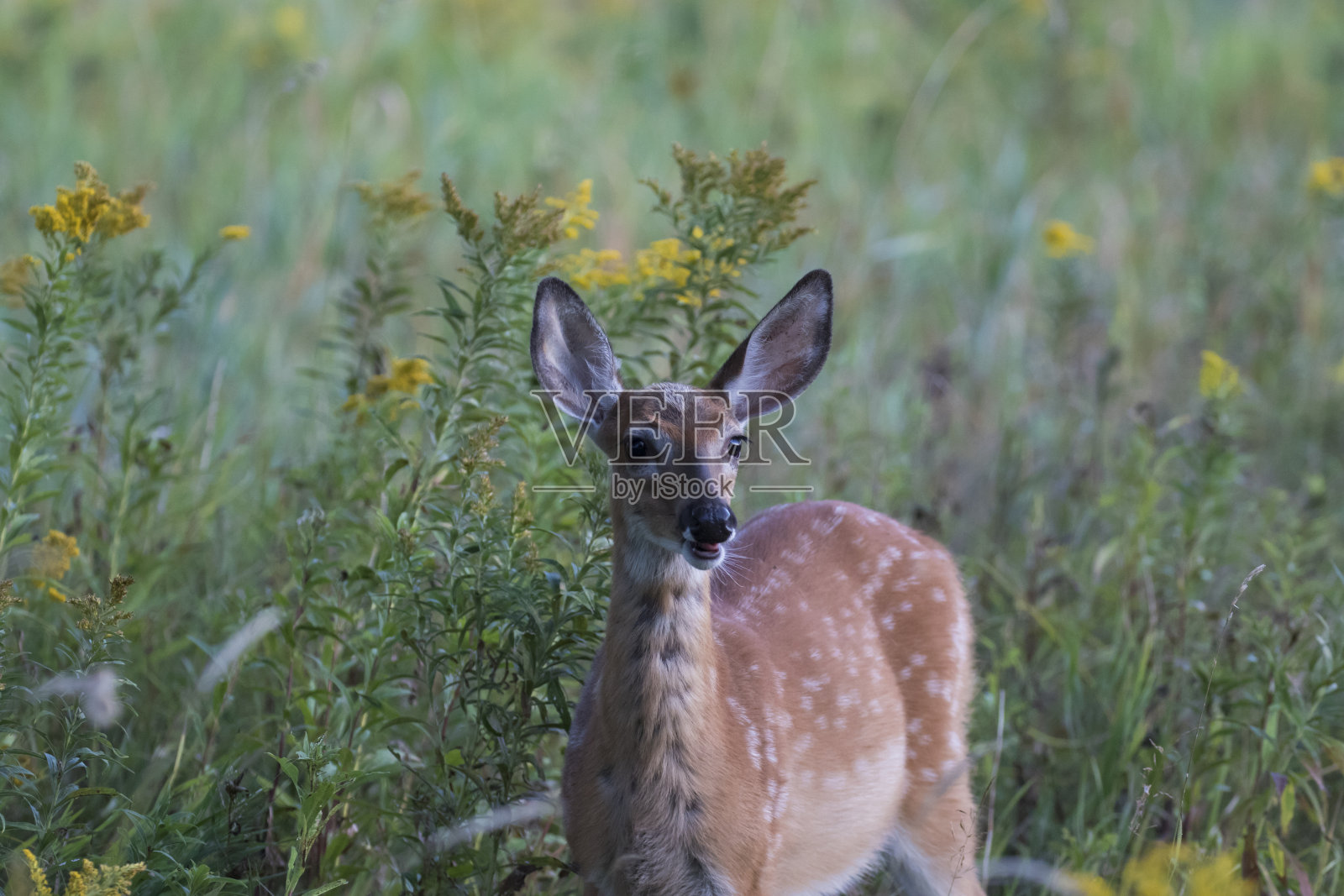 白尾鹿小鹿照片摄影图片