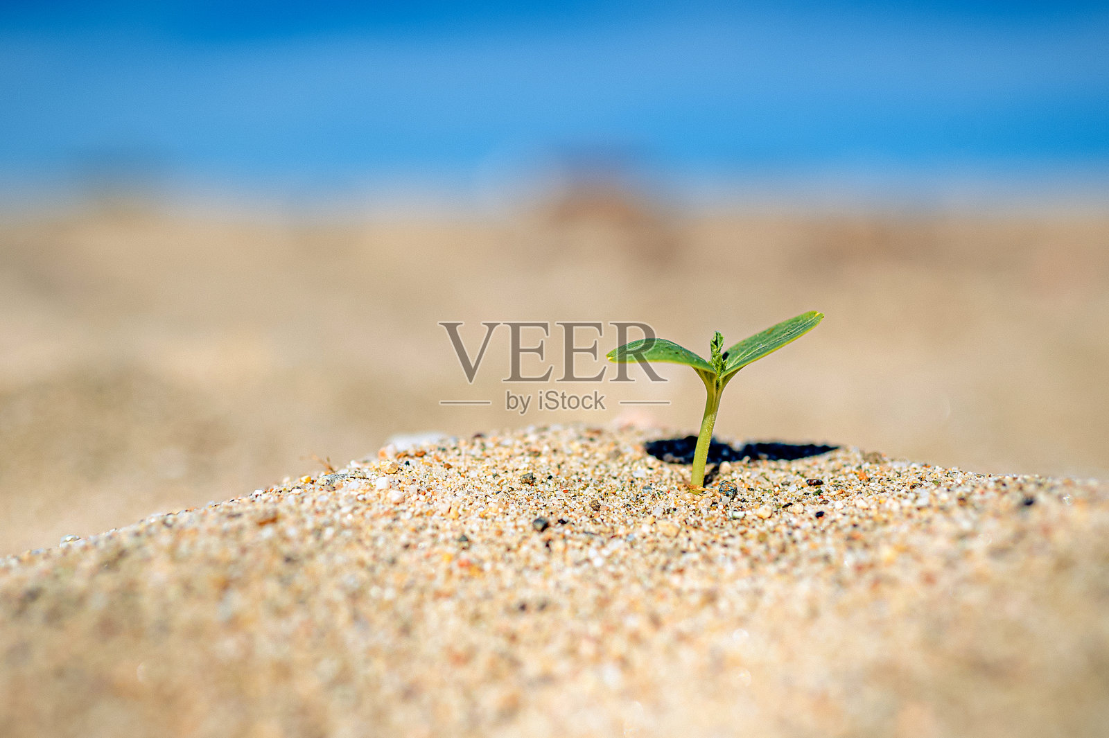 小小的嫩芽从干燥的沙漠沙土中生长出来照片摄影图片