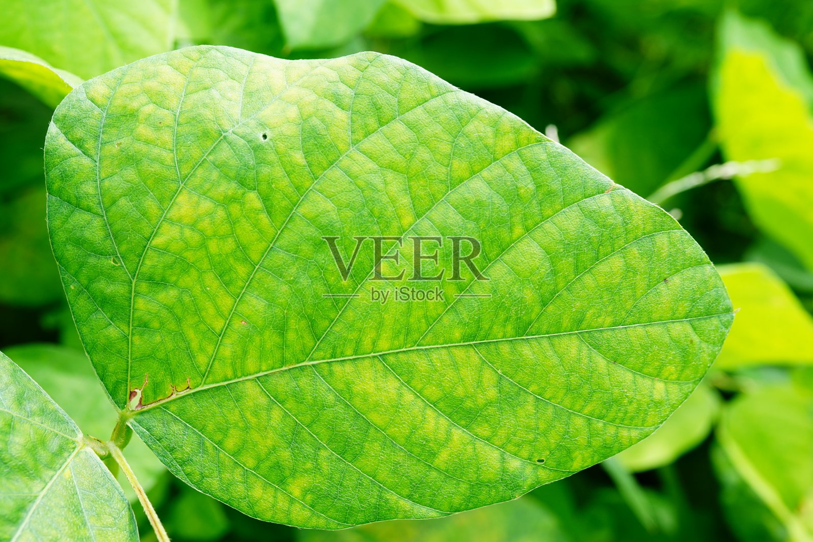 摘要绿叶背景照片摄影图片