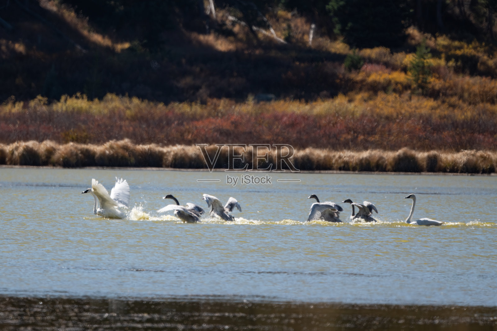 四只号手天鹅(幼年)在天鹅湖上学习飞翔照片摄影图片