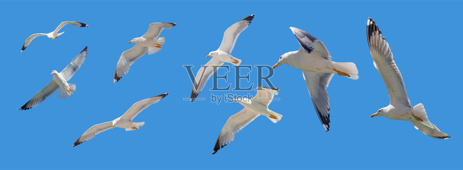 海鸥展翅飞翔，湛蓝的天空为背景照片摄影图片