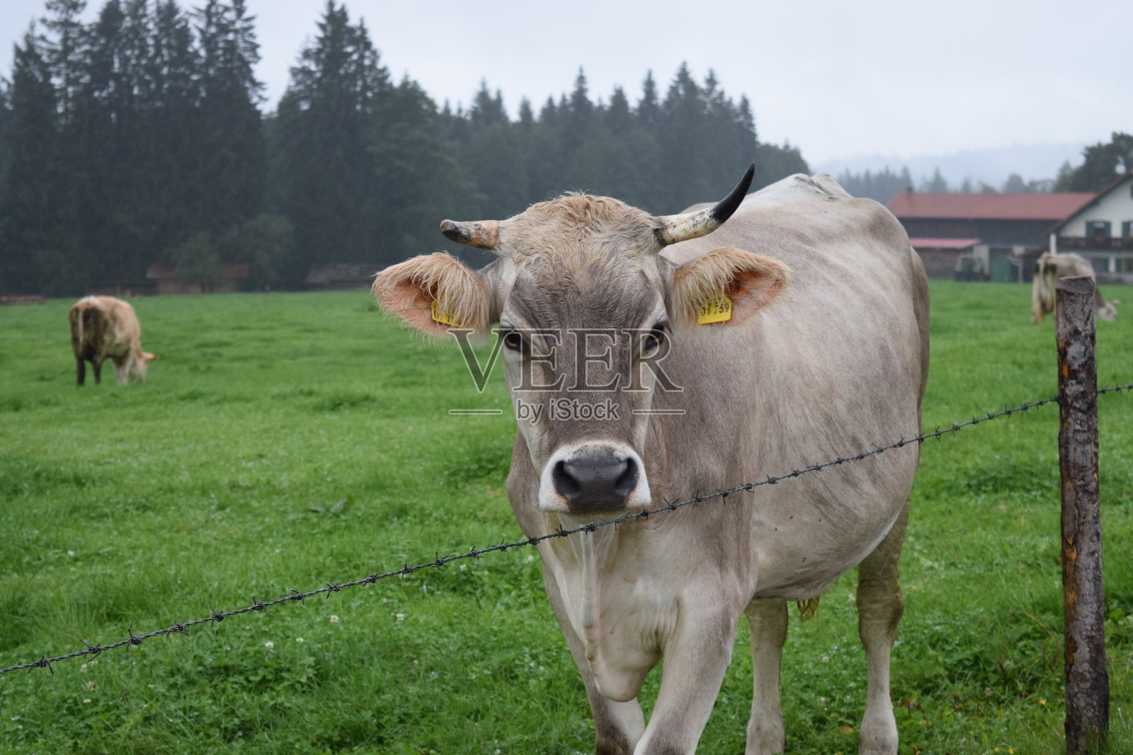 牛与栅栏照片摄影图片