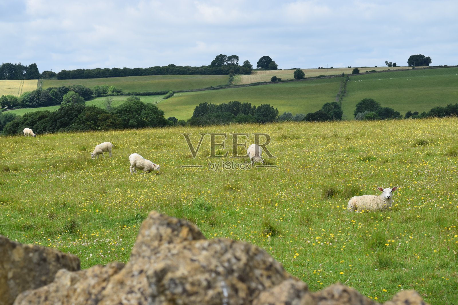 羊群在起伏的山坡景观照片摄影图片