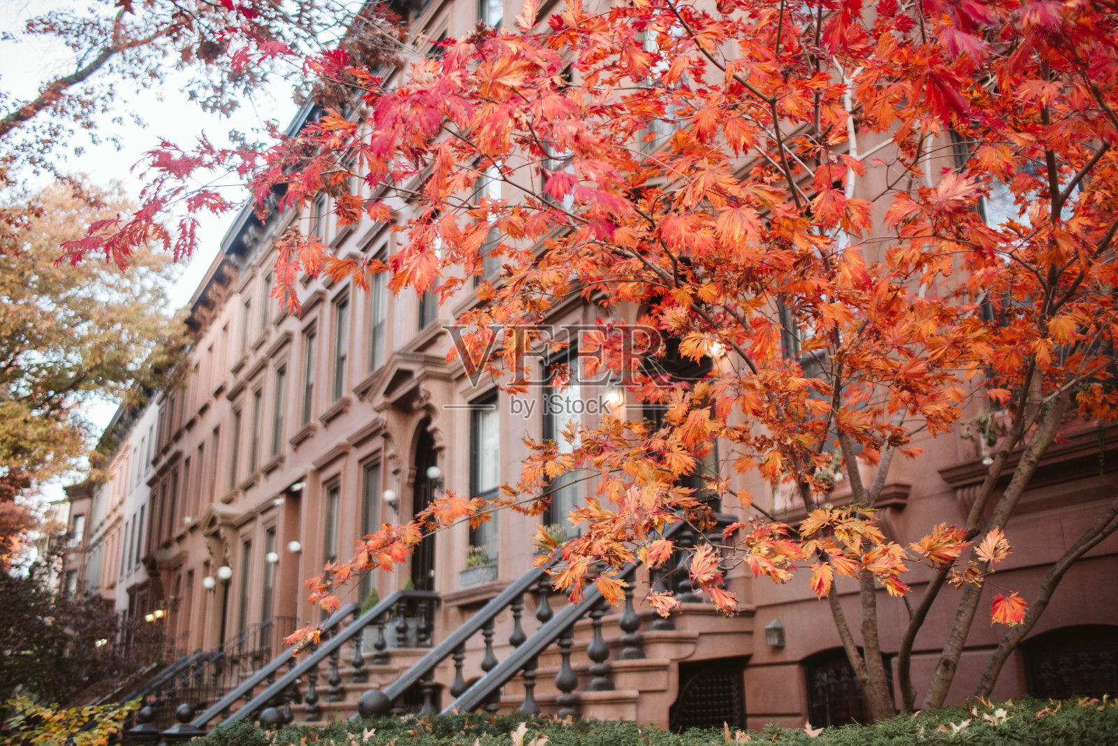 布鲁克林街上的落叶照片摄影图片