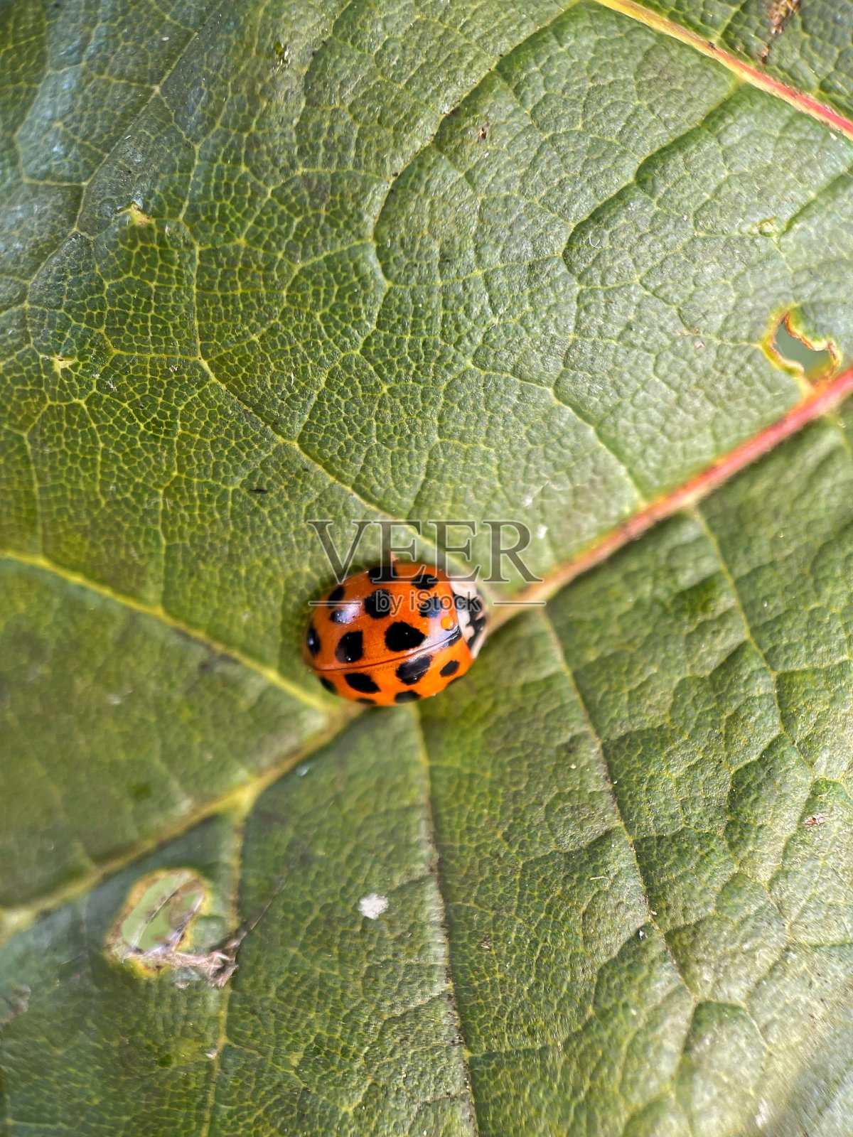 瓢虫照片摄影图片