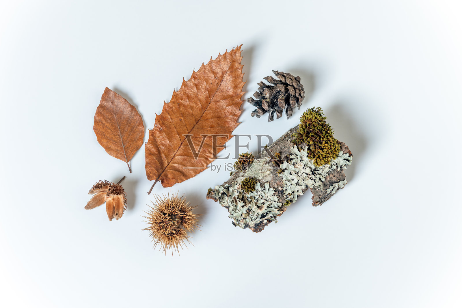 秋天森林里的果实和种子。照片摄影图片