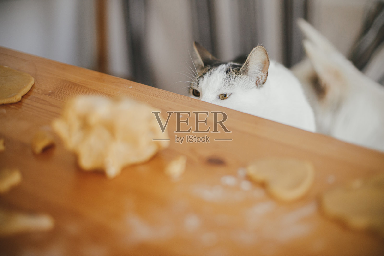 在现代的房间里，可爱的小猫看着木桌上的姜饼曲奇。可爱好奇的猫帮助做圣诞饼干。真实有趣的时刻。宠物和节日准备照片摄影图片