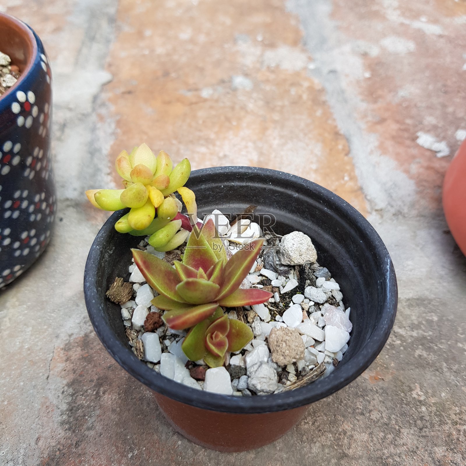 花盆里的小多汁植物照片摄影图片