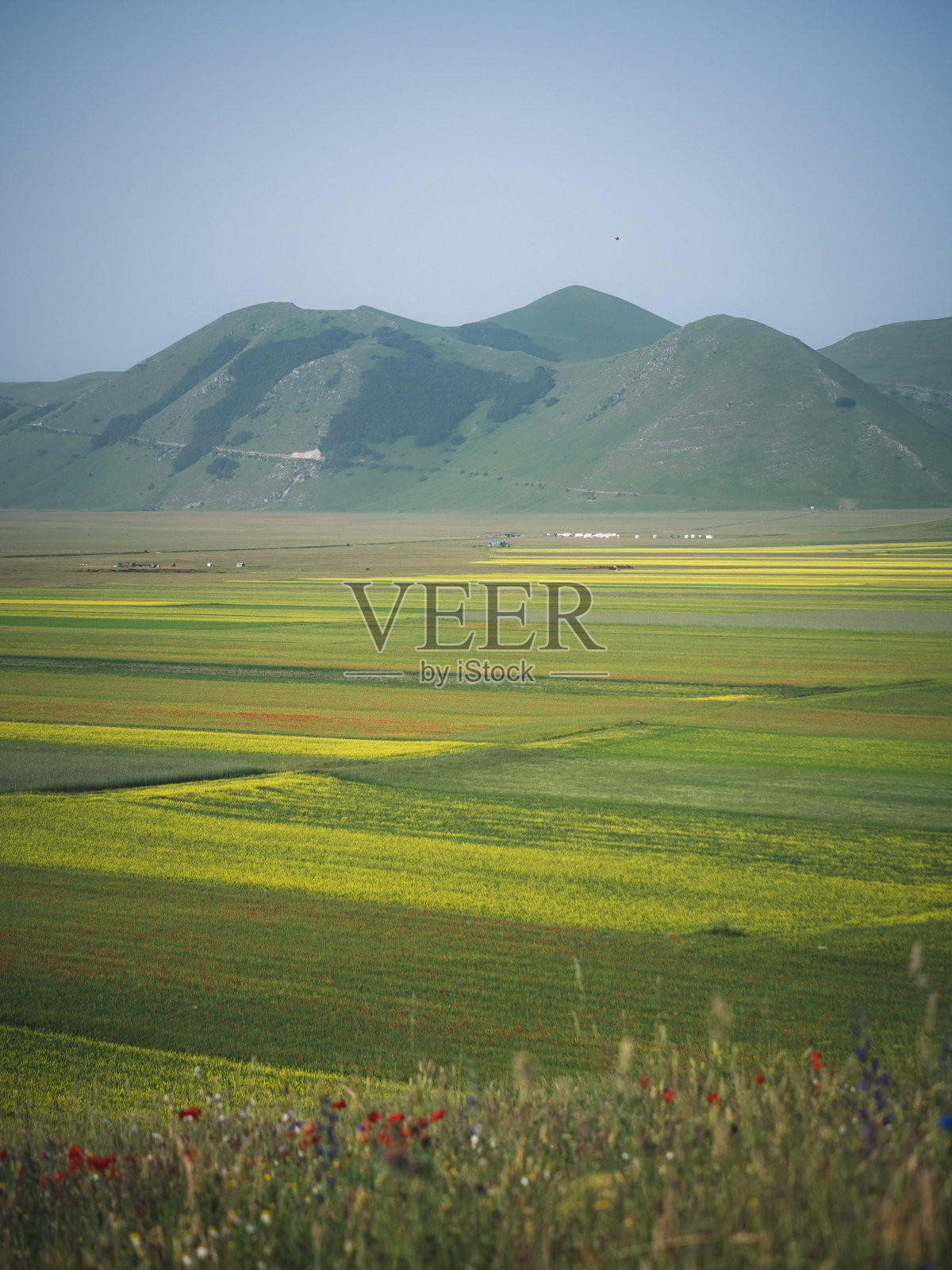 意大利，翁布里亚，意大利，意大利，诺恰，西比利尼山脉，佩鲁贾的小扁豆田的观点照片摄影图片