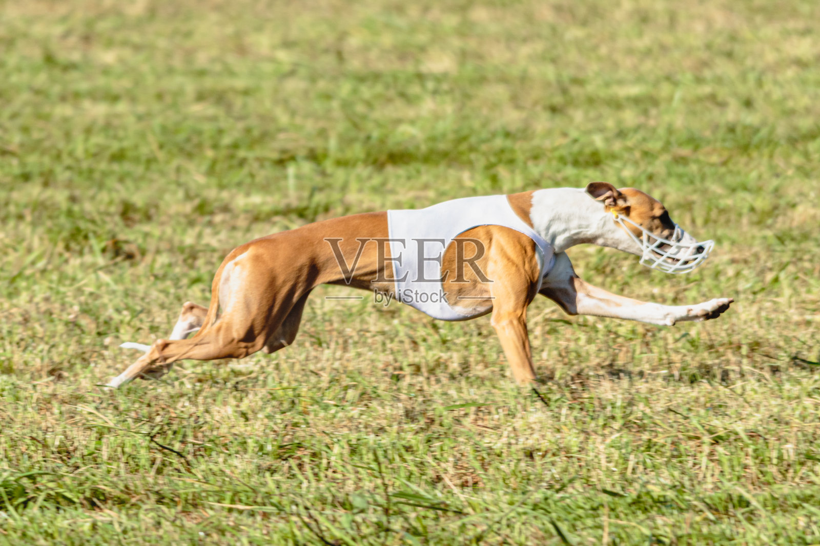 惠比特犬穿着白色夹克在赛场上奔跑照片摄影图片