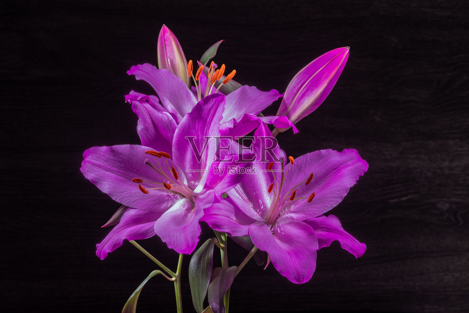 背光紫色百合花在黑色背景。照片摄影图片