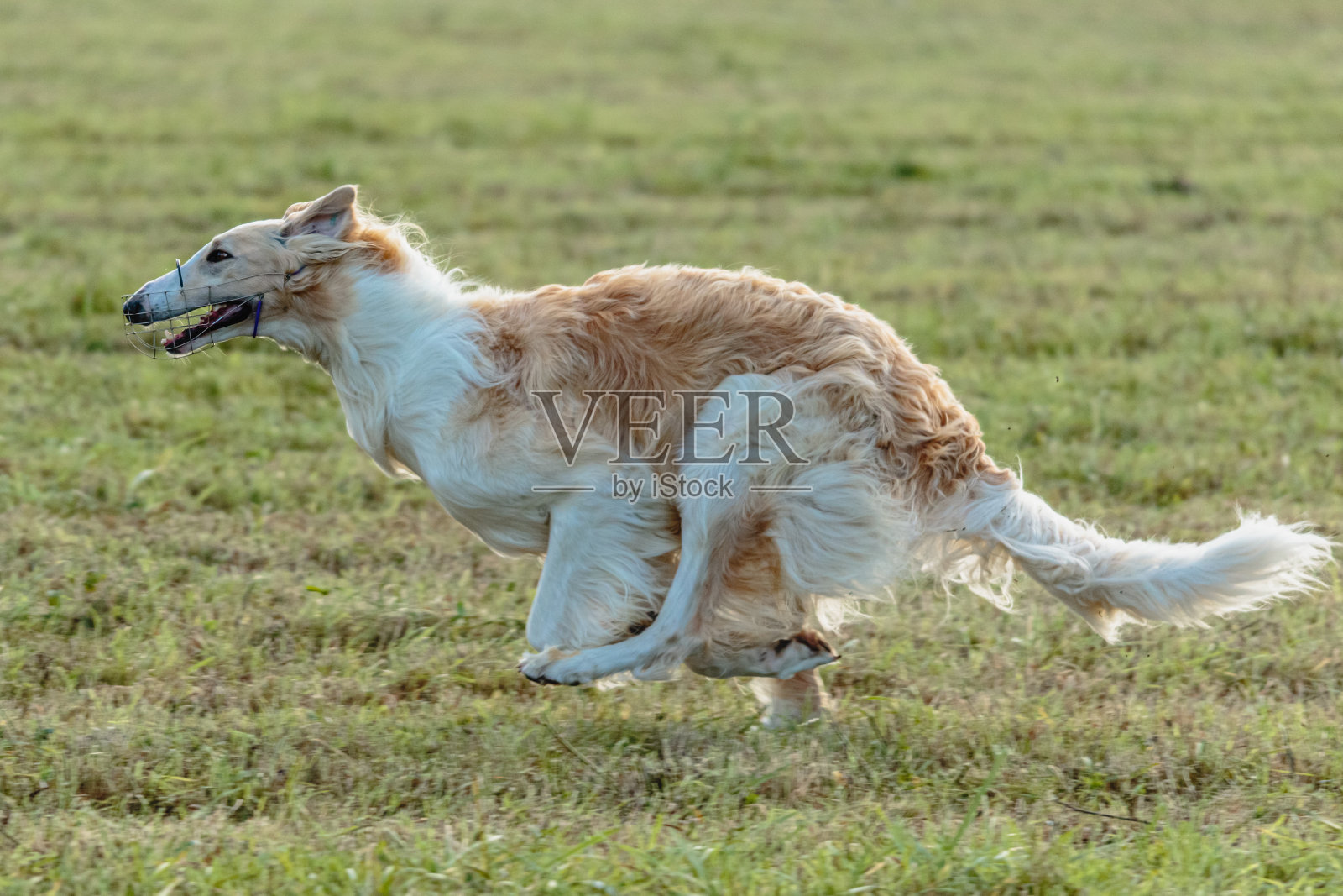 猎狼狗在田野上追逐诱饵照片摄影图片
