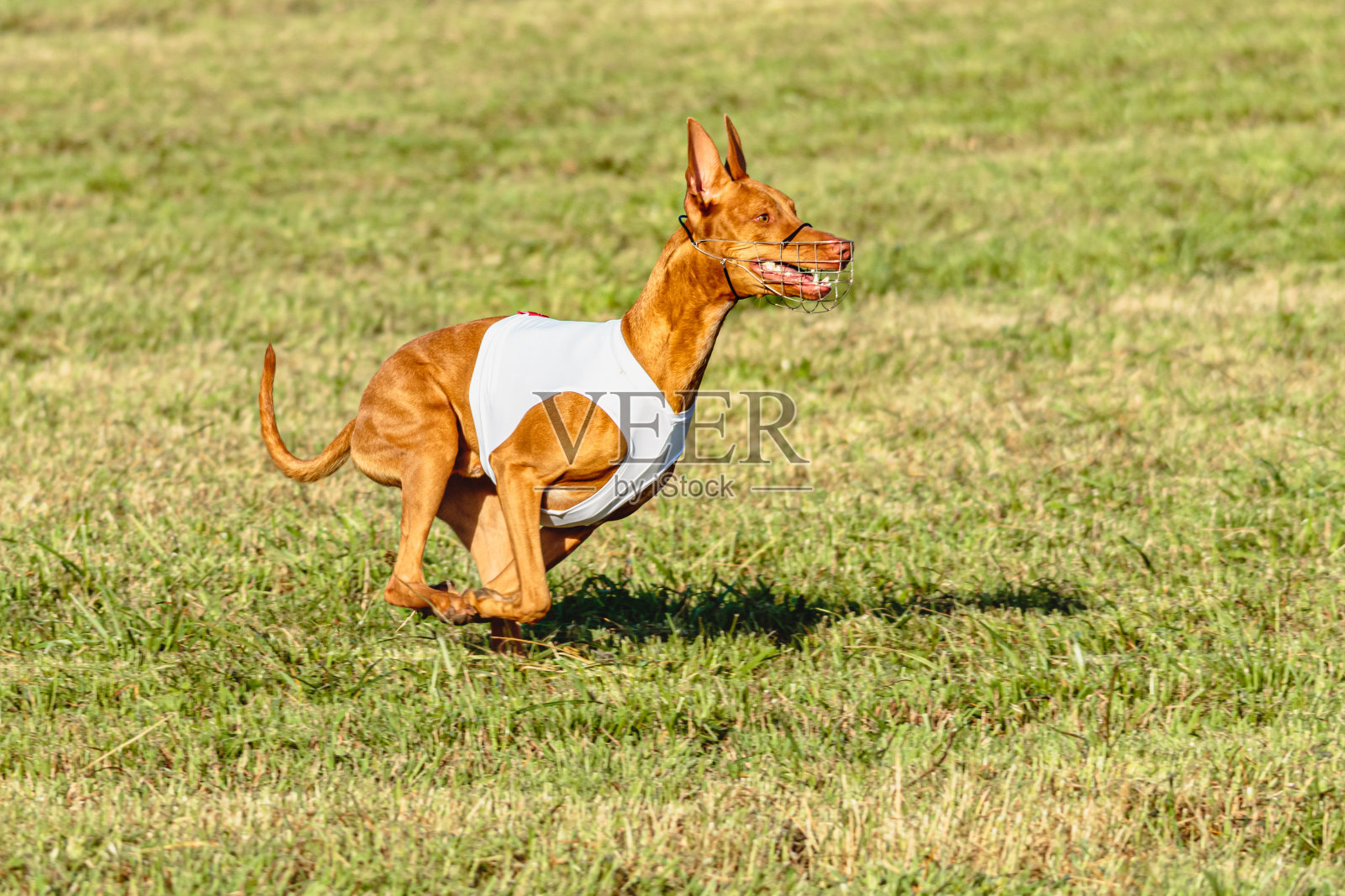 法老猎犬穿着白色夹克在赛场上奔跑照片摄影图片