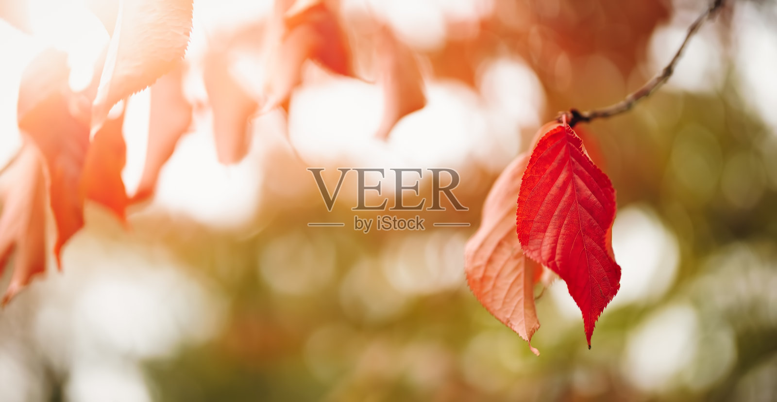 在秋日花园的阳光下，红色叶子的樱桃枝。照片摄影图片