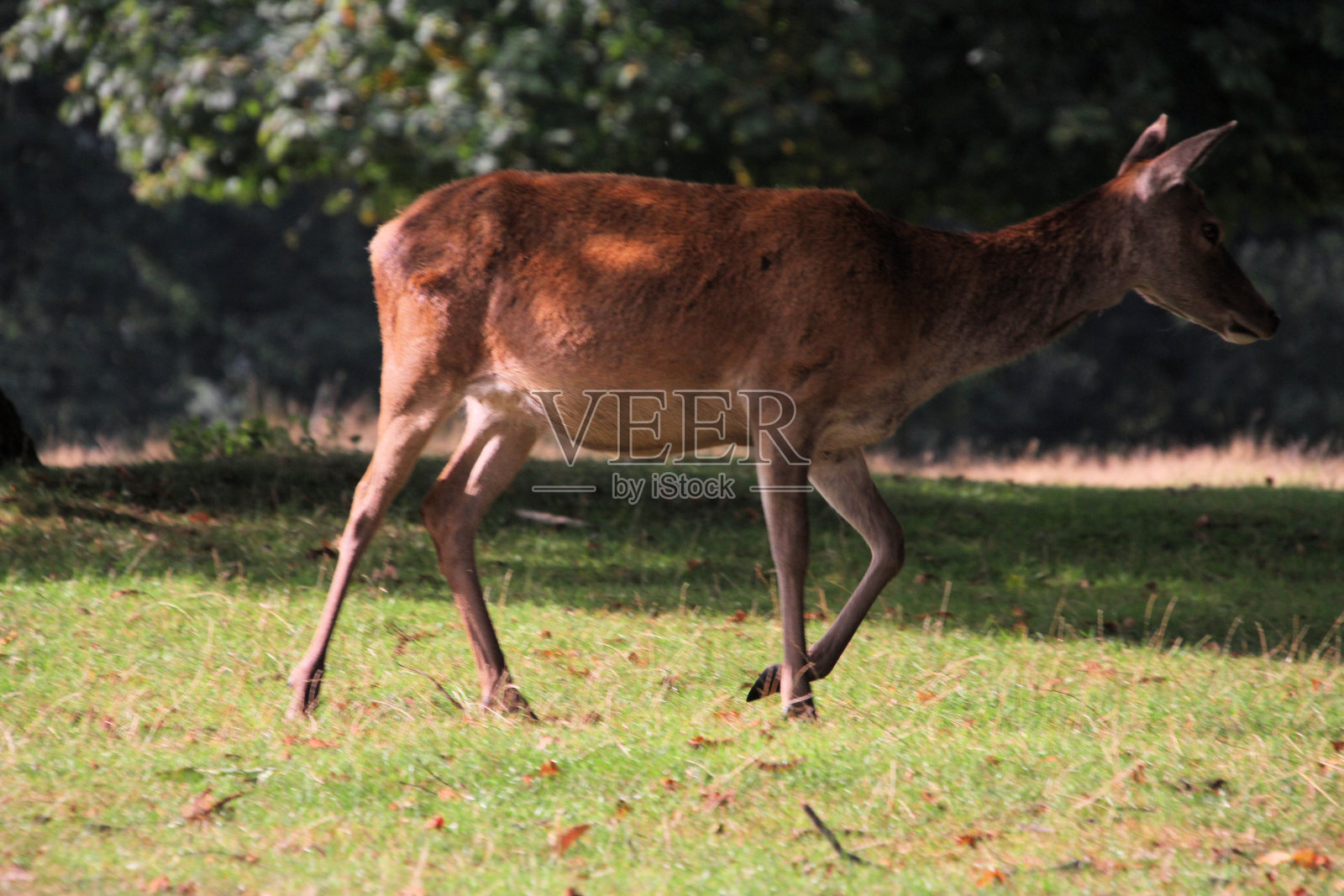 一个马鹿母鹿的特写镜头照片摄影图片